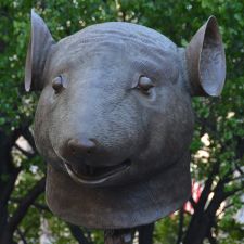 Rat